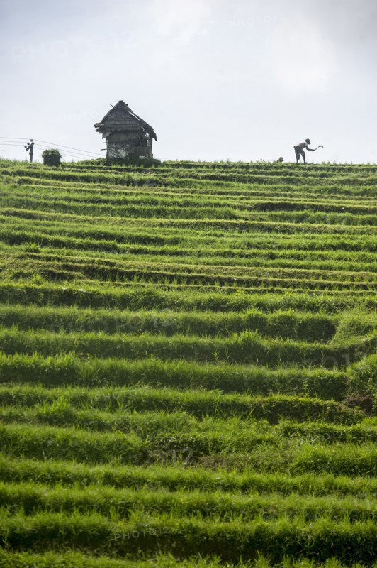 Silhouette of farmer working in rural rice terrace