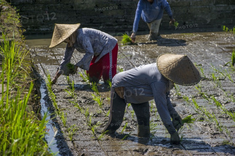 Farmers planting rice in paddy field