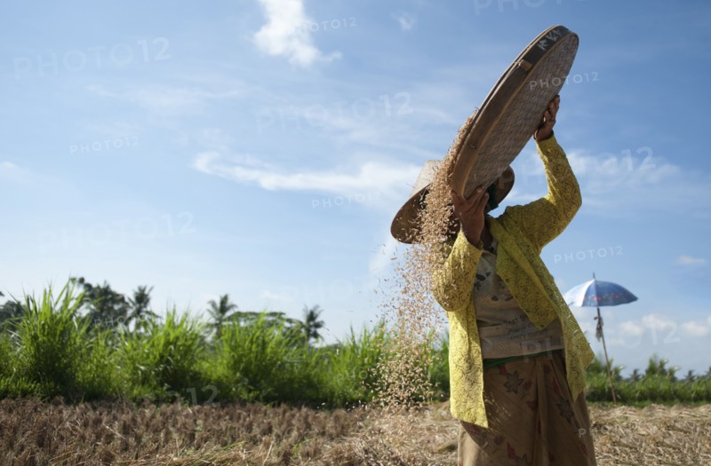 Farmer harvesting rice in rural field