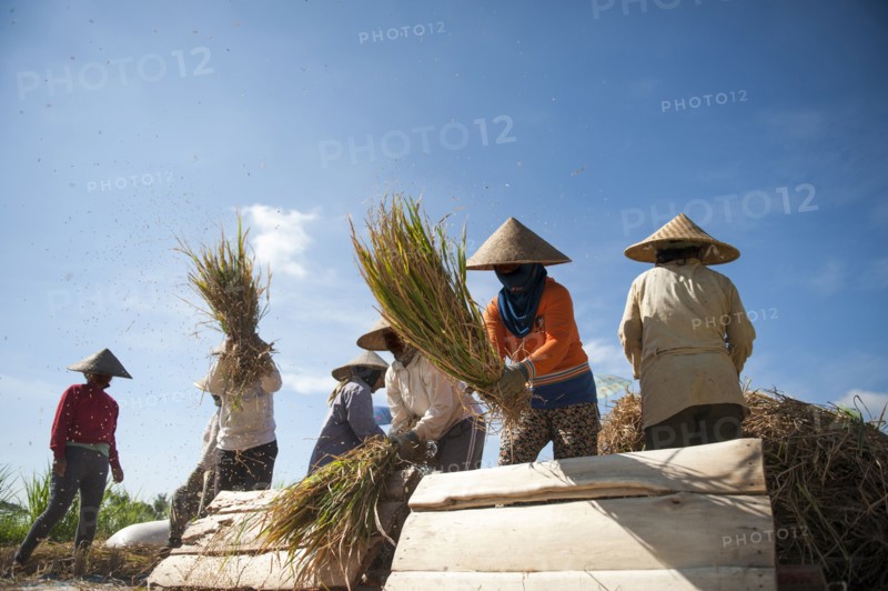 Farmers harvesting rice in rural field