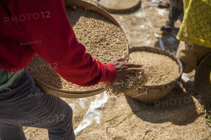 Farmer harvesting rice in rural field