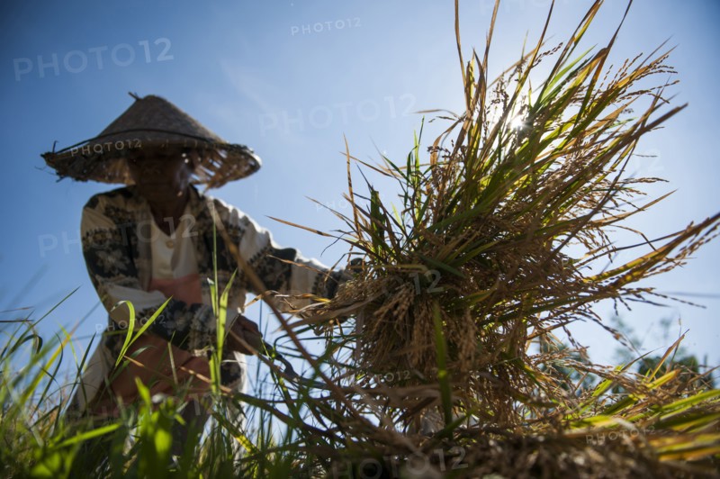 Farmer harvesting rice in rural field