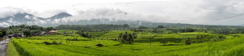 Panoramic view of rural rice paddies