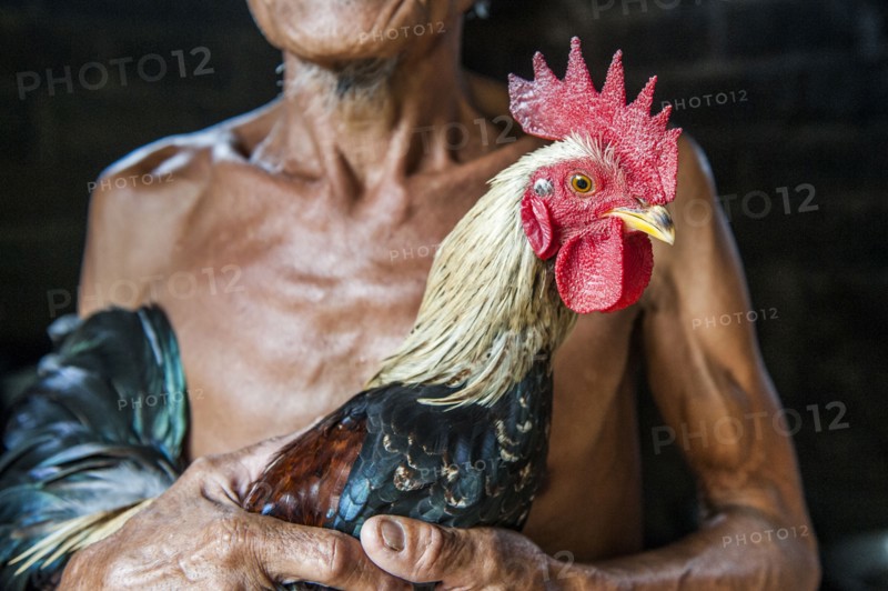 Close up of farmer holding chicken