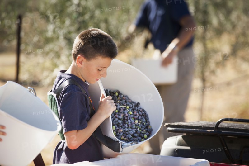 Caucasian boy working in olive grove
