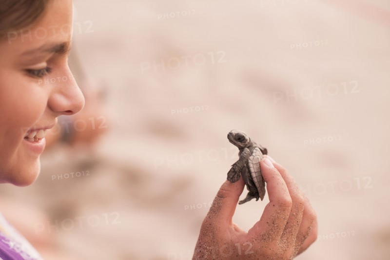 Mixed race girl examining small turtle