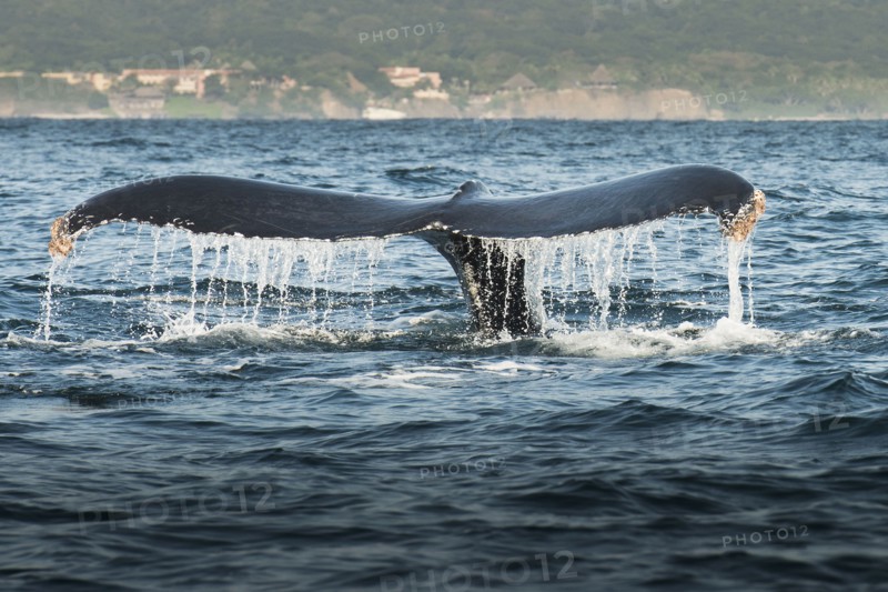 Whale lifting its tail out of water