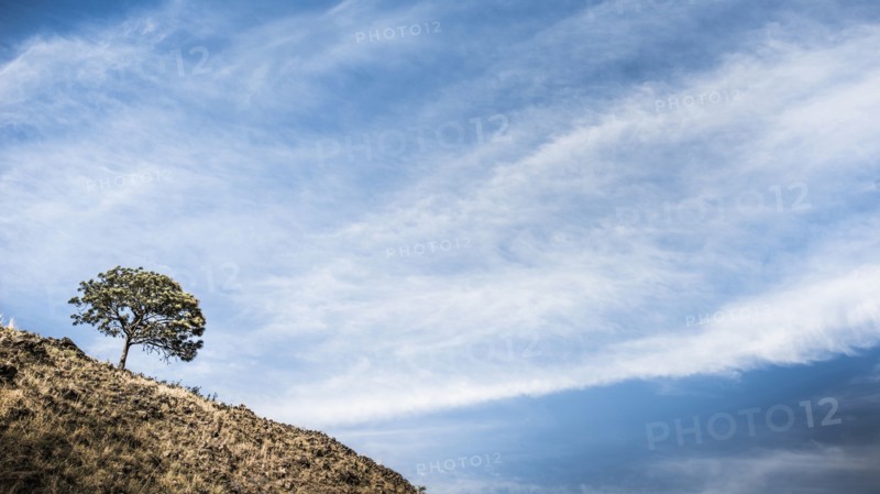 Tree growing on hillside under cloudy blue sky