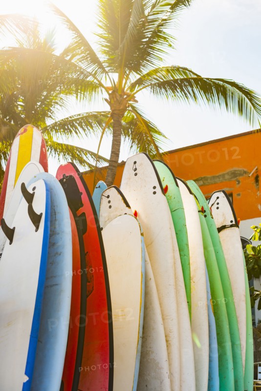 Surfboards under palm tree