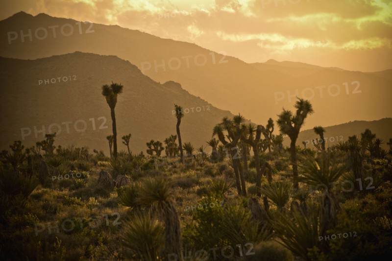 Cactus in desert landscape at sunset