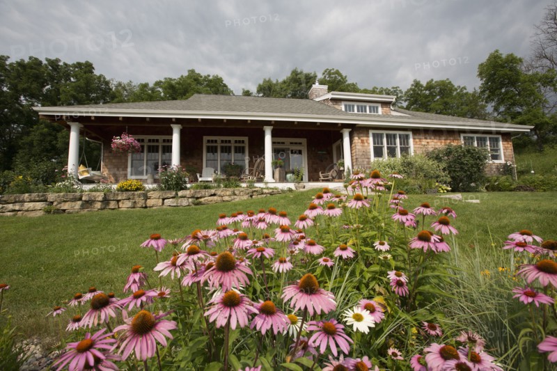Flowers growing in front lawn of house