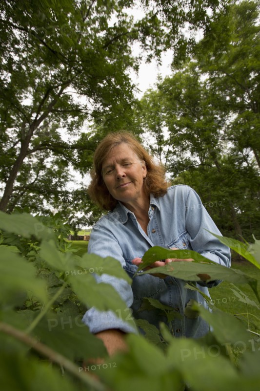 Older Caucasian woman picking berries in garden