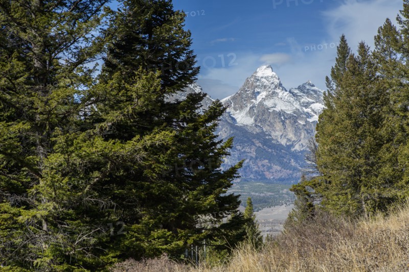 Mountains viewed through trees and grassy field