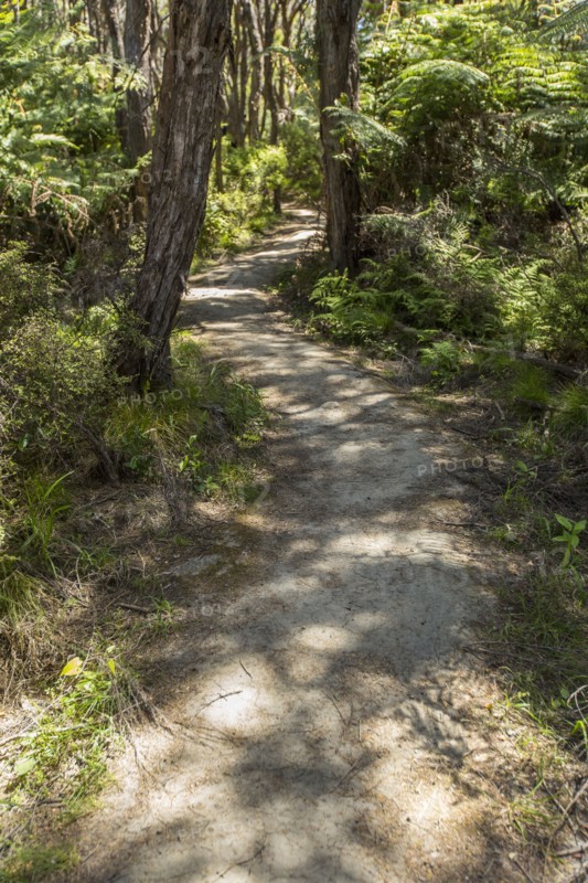 Dirt path in rural forest