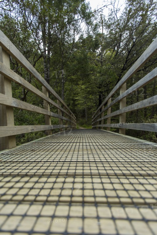 Wooden walkway in rural forest