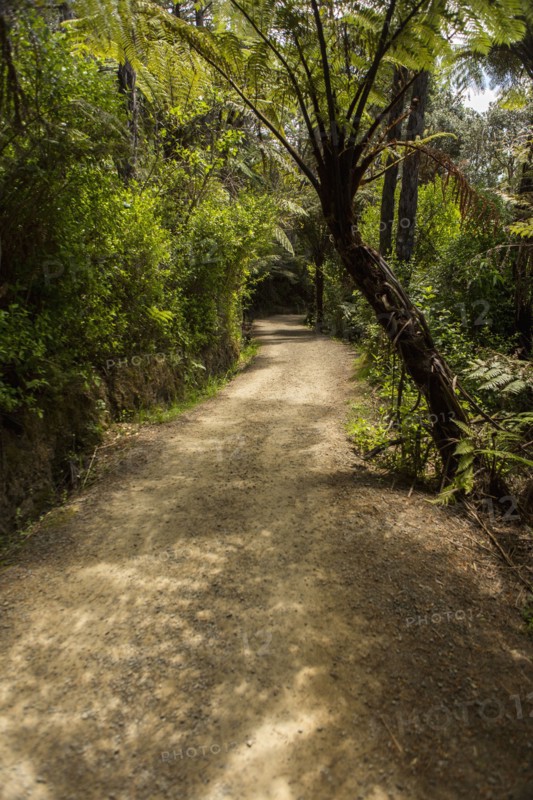 Dirt path in rural forest