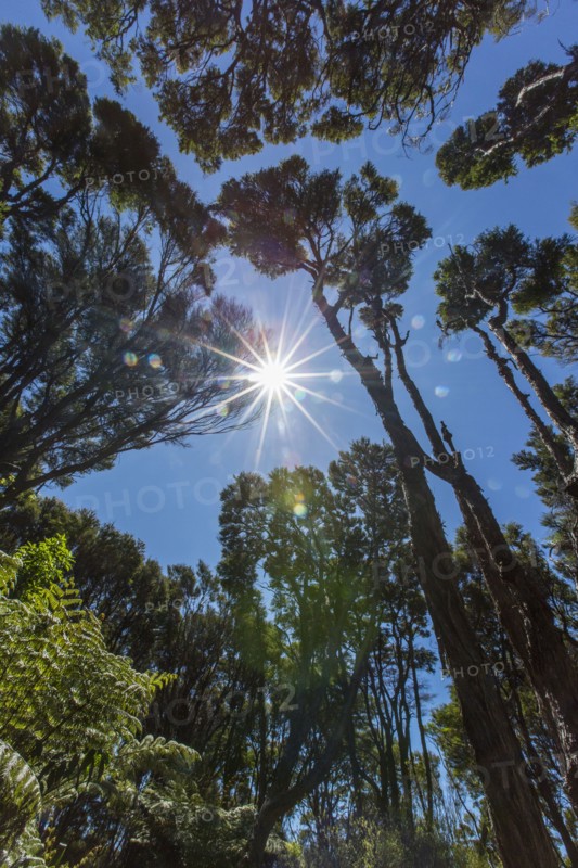 Sunshine over tree canopy in remote jungle