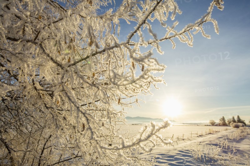 Snow covered tree in rural landscape
