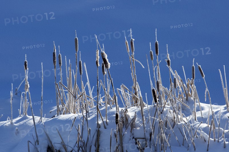 Cattails growing on snowy hilltop