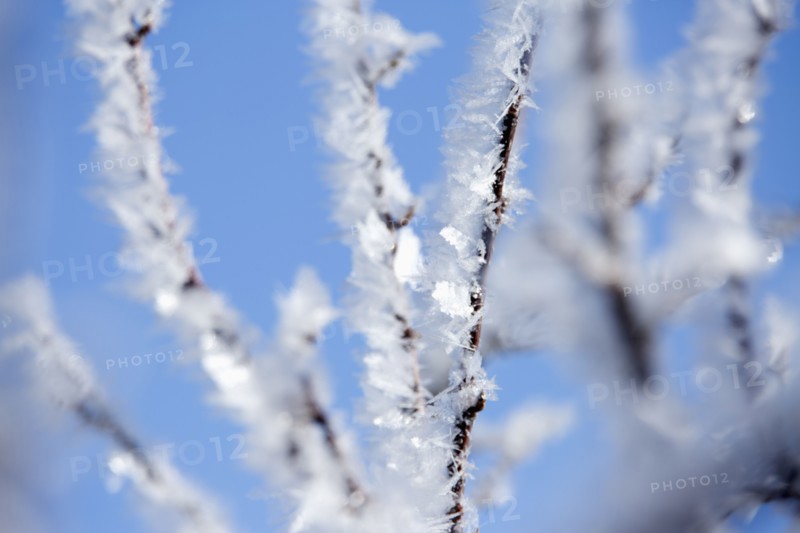 Close up of frost on tree branches