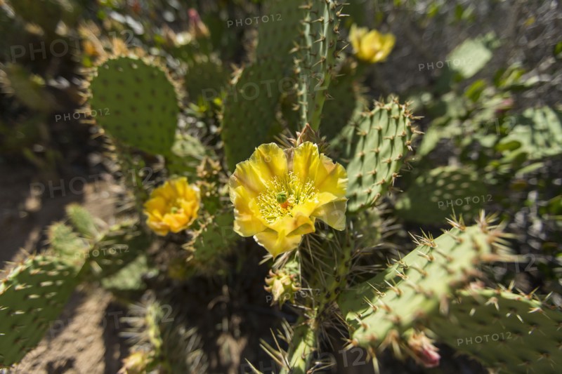 Yellow flower on cactus