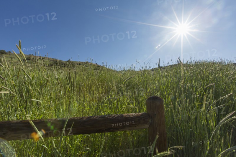 Tall grass and wooden fence on hill