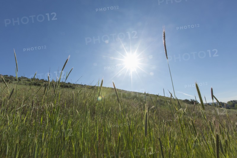 Tall grass on hill