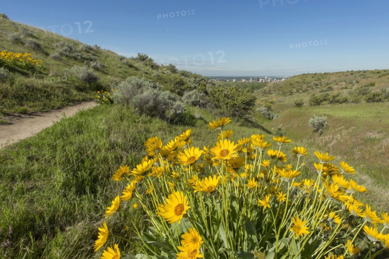 Yellow flowers in rolling landscape