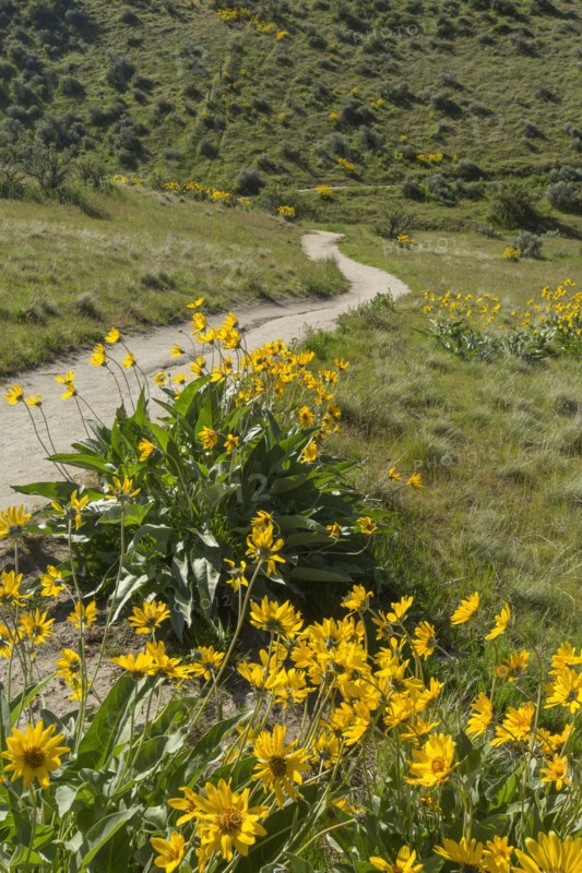 Yellow flowers and dirt path in rolling landscape