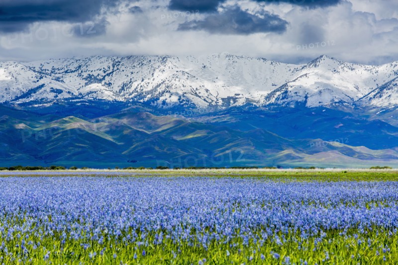 Wildflowers near snow covered mountain range