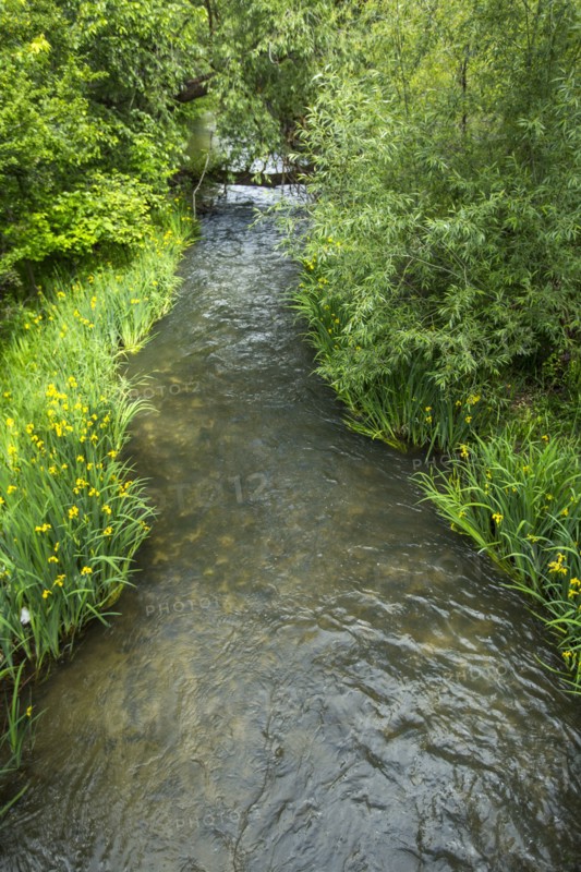 River flowing in forest