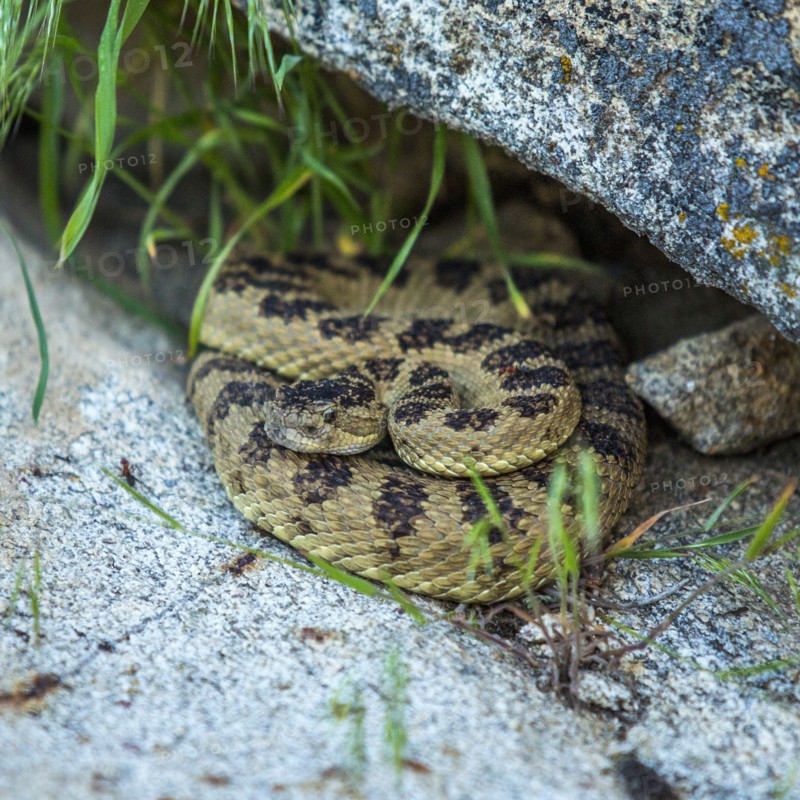 Rattlesnake coiled under rock