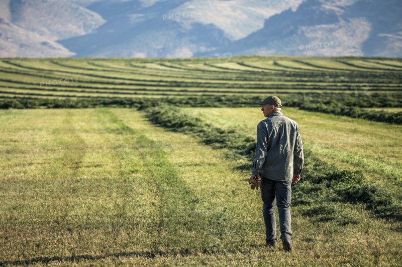 Caucasian farmer walking in field checking crop