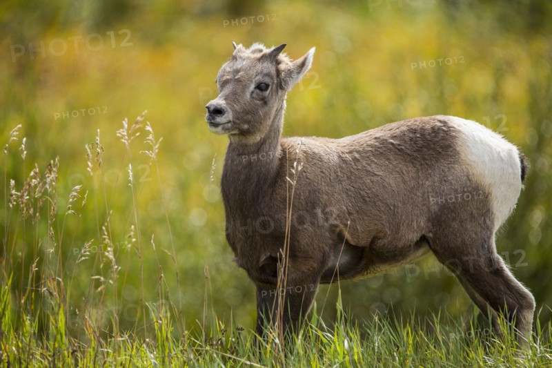 Bighorn sheep standing in grass field