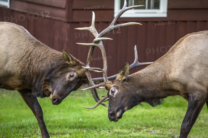 Elk sparring near house
