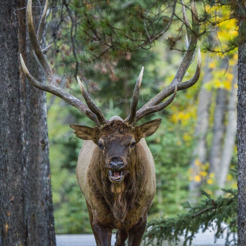 Portrait of elk near road