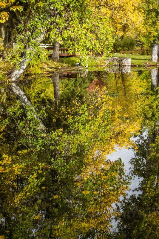 Reflection of trees in lake