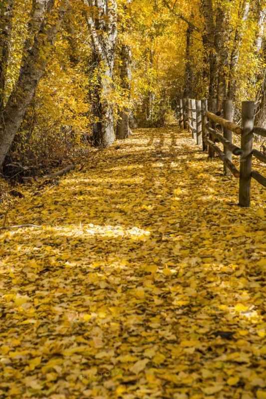 Wooden fence in autumn