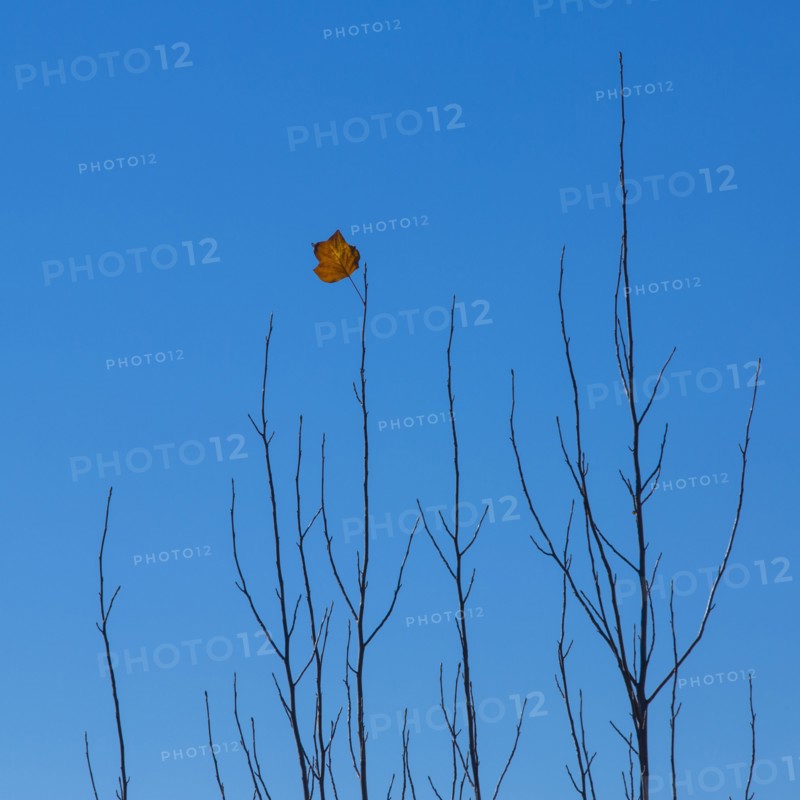 Autumn leaf on branch against blue sky