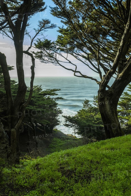 Trees on hill near ocean