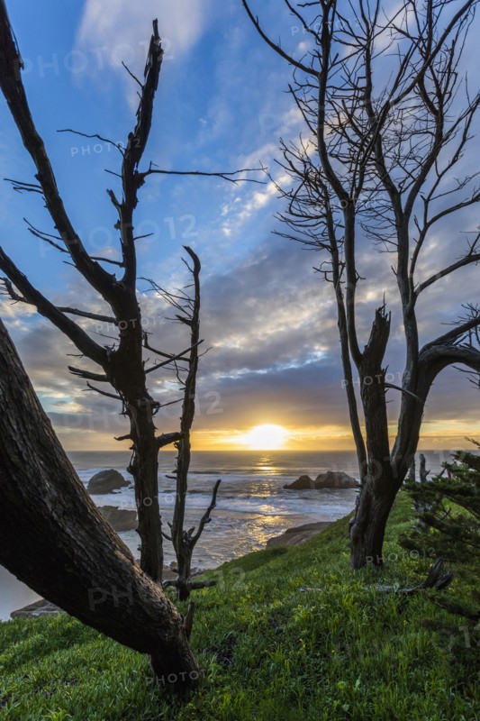 Trees on hill near ocean at sunset