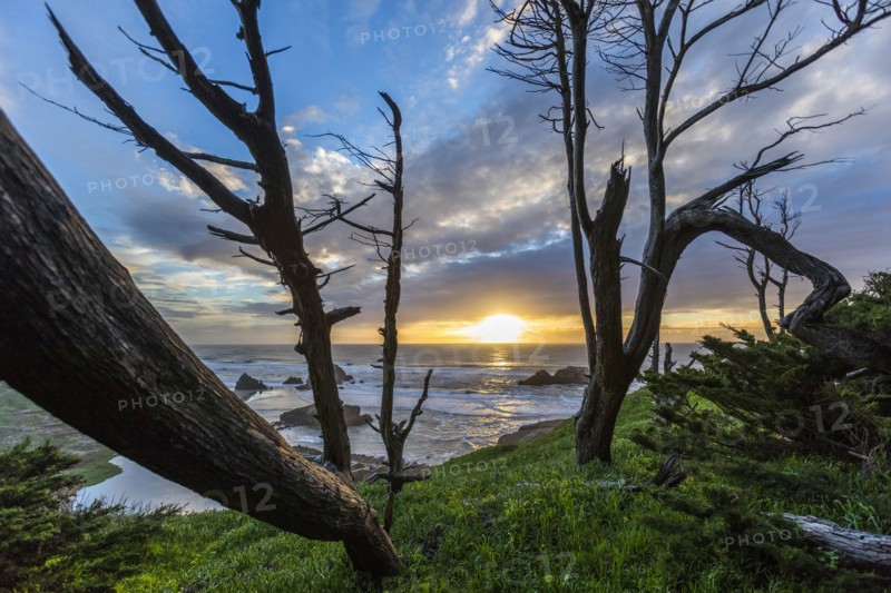 Trees on hill near ocean at sunset