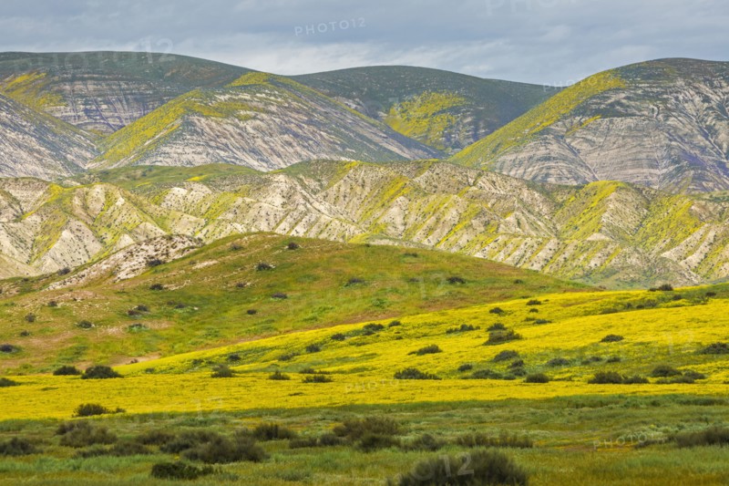Green rolling landscape