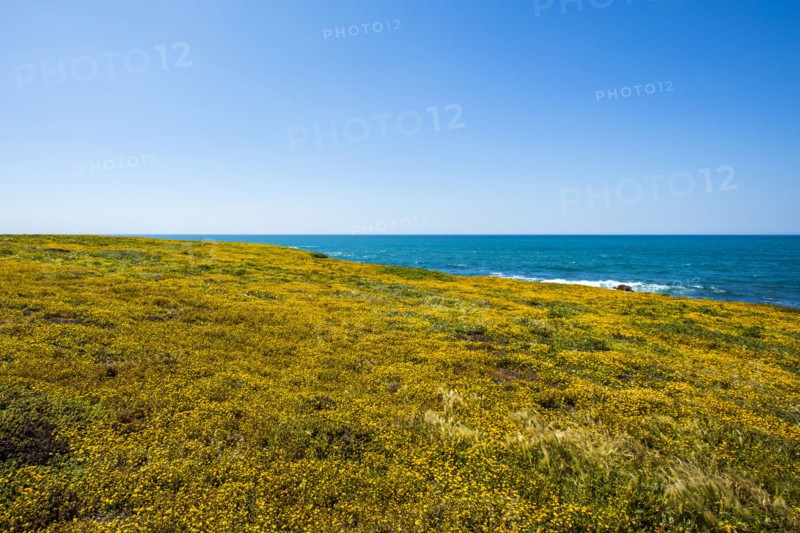 Wildflowers near ocean