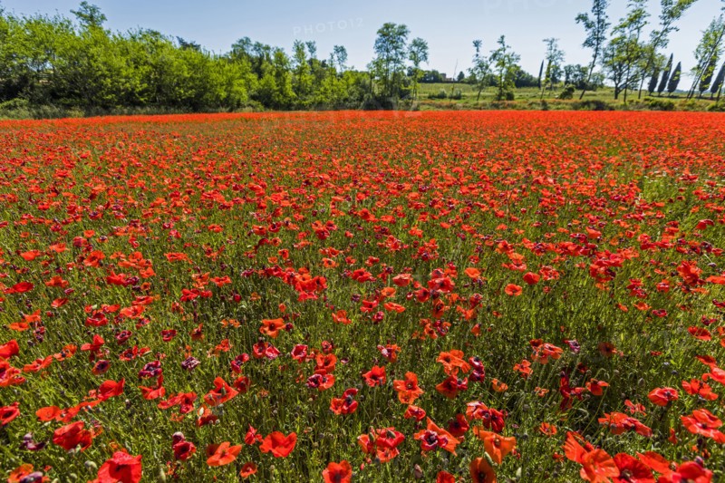 Field of red flowers