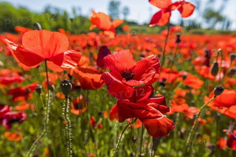 Close up of red flowers