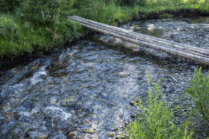 Logs forming bridge crossing river