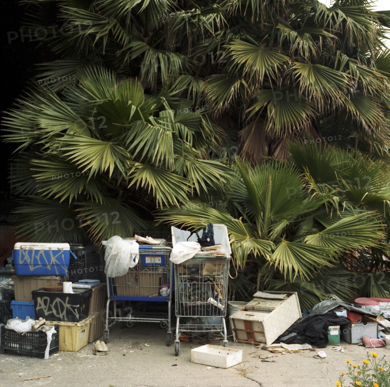 Trash and shopping carts underneath palm tree