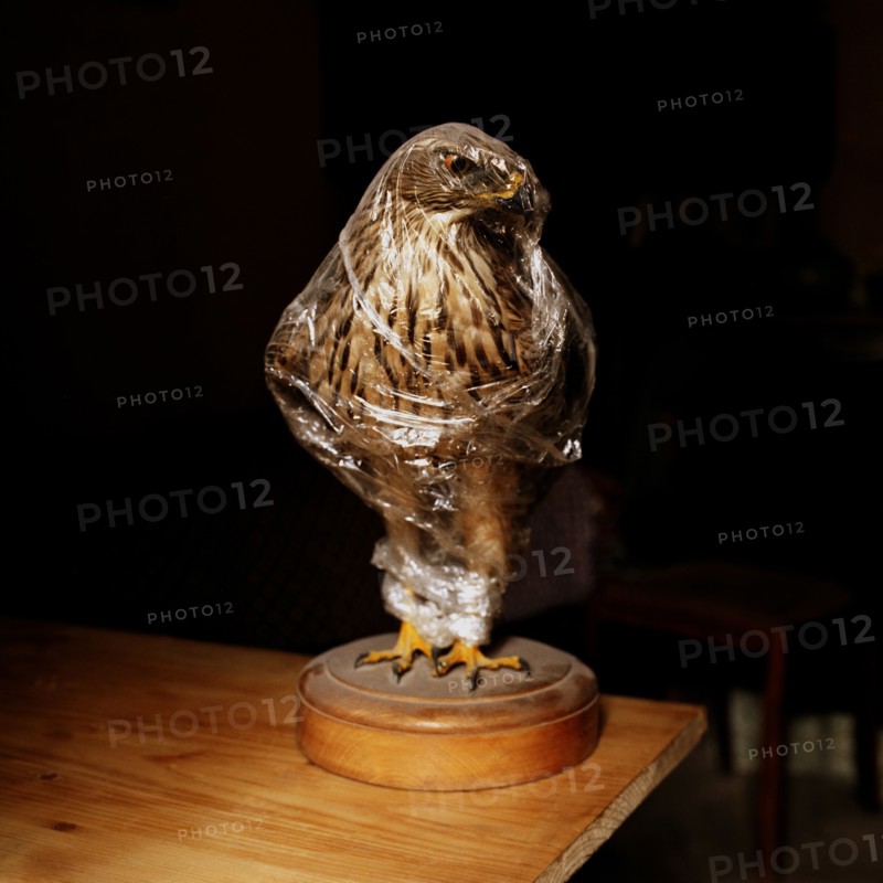 Statue of hawk wrapped in plastic