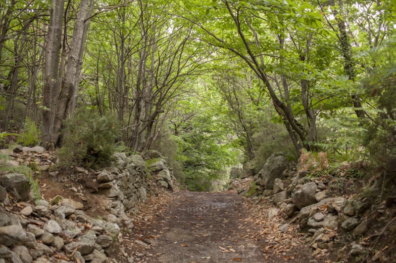 Dirt path in remote forest